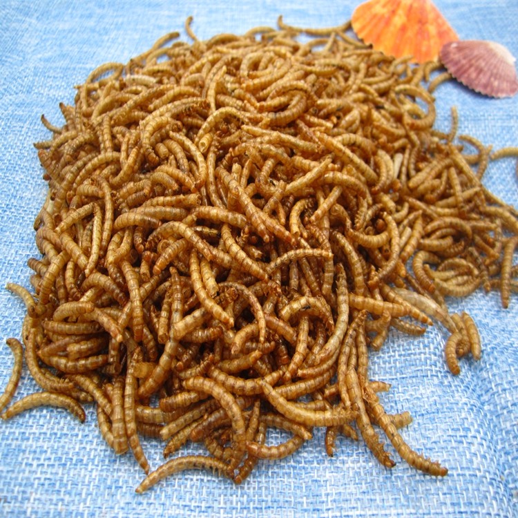 Mealworm dried.JPG